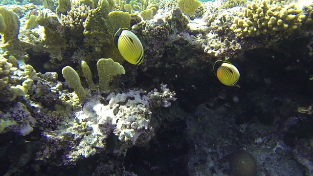 two teardrop butterflyfishes swim at the corral reef (1080p, 25 fps, GoPro 3 Black Edition)