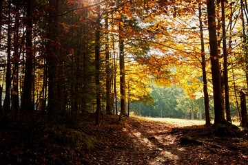 Fototapeta premium Track path in mountain forest