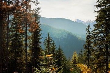 Mountain landscape with tree forest