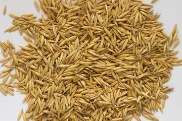 Grains of oats on a white background closeup