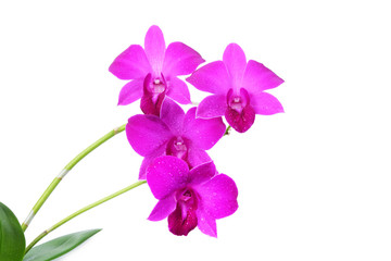 Fototapeta na wymiar Purple orchid with water drops isolated on white background.