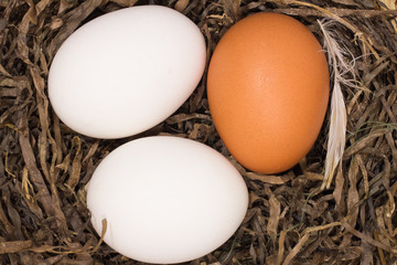 Chicken eggs in the nest