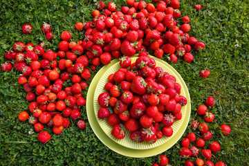 Abundance ripe organic strawberries on tableware on green grass