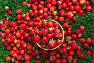 Abundance ripe organic strawberries on tableware on green grass