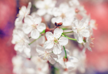 Blooming cherry branch
