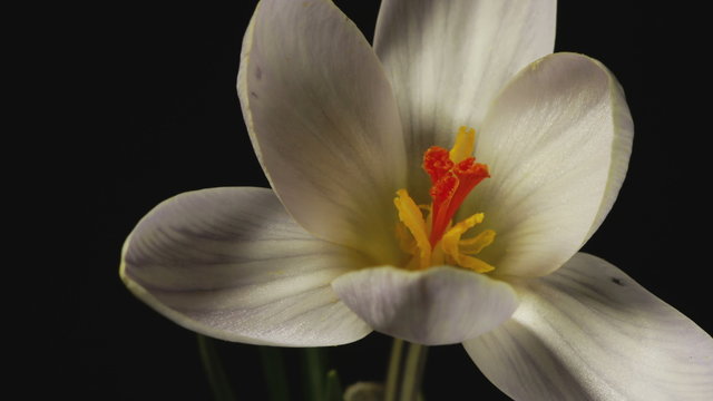 White Crocus Bloom, Blossom timelapse, snowdrops