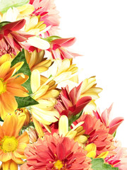 Floral background. Dahlias and chrysanthemums 