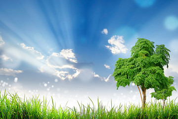 Obraz na płótnie Canvas Green Grass Tree and bokeh light sun and cloud sky