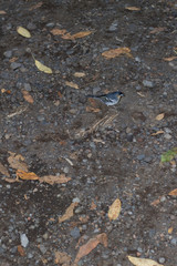 La Palma chaffinch, fringilla coelebs palmae