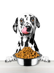 Dog is very hungry and is going to eat - obrazy, fototapety, plakaty