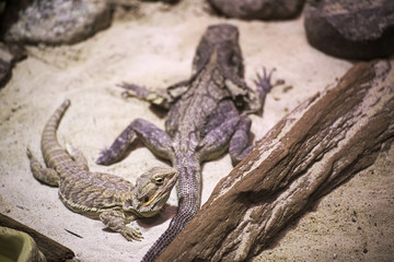 Fototapeta premium Frilled lizard (Chlamydosaurus kingii) and Central bearded dragon (Pogona vitticeps)