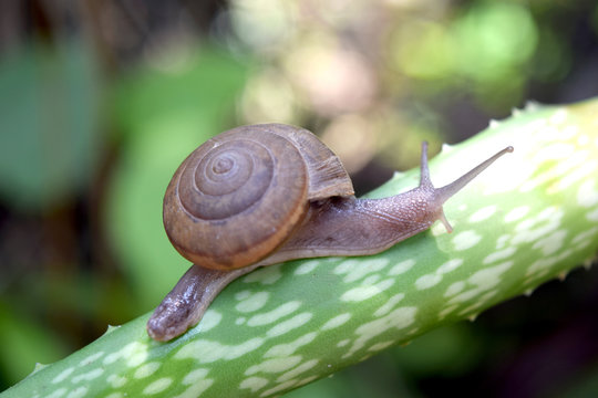 Snail walking on a leaf of aloe vera