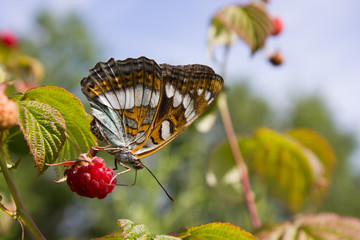 beautiful butterfly sitting on a ripe raspberry