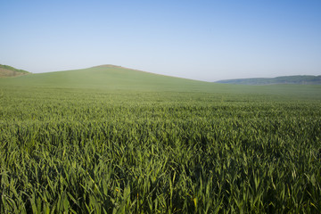Morning landscape. Blue sky over a green wheat field