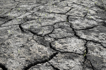 Top view Dry soil is rift Close up