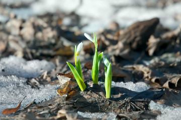 Snowdrop flowers in spring
