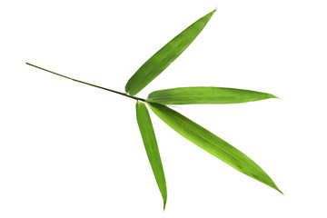 Close up Green bamboo leave on white isolate background