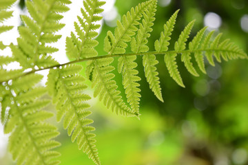 Beautyful leaf of fern is close-up background