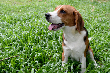 Little Beagle Dog on green grass park