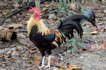 yellow black chicken bantam  -  animal of wildilfe