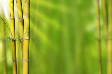 Tissu par mètre Bambou Vert or bambou tiges et fond abstrait vert