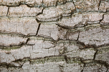 Wood surfaces, bark

