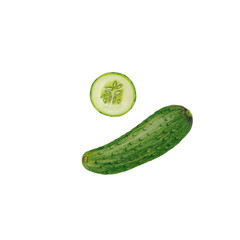 Cucumber illustration