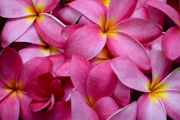 Photo sur Plexiglas Frangipanier Fleurs de frangipanier fleur de Plumeria rose