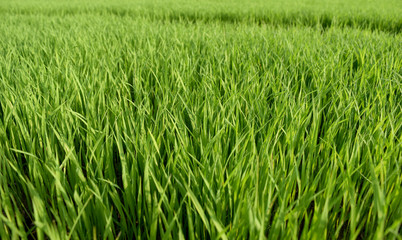 View The Green grass meadow abstract background 
