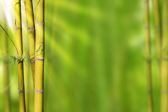 Gold Green stems bamboo and green abstract background
