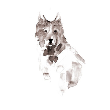 Wolf. Watercolor illustration on paper texture background. Sepia.