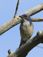 Western Scrub Jay