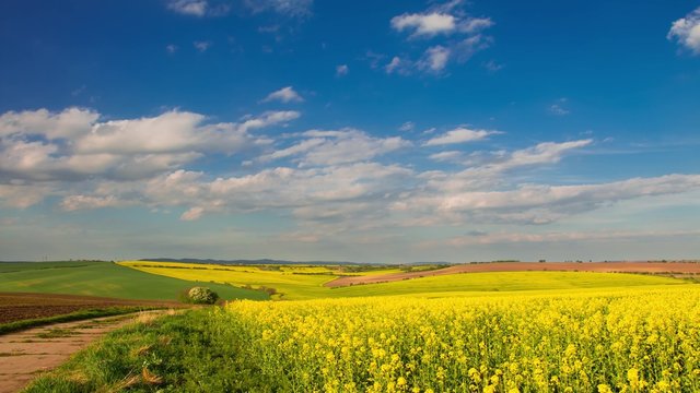 Czech Republic. Bright yellow flowers of oilseed rape in spring vast fields of Moravia. Sunny weather and clouds. Time lapse 4K