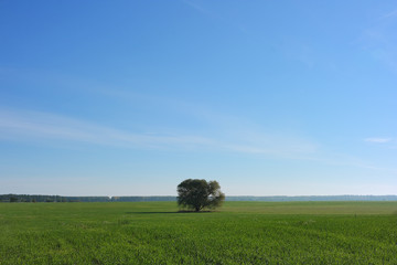 Naklejka na ściany i meble Agricultural field. Summer green field and the lonely tree.