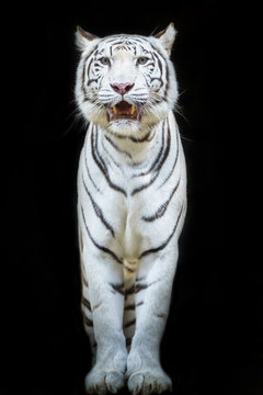 White Tiger