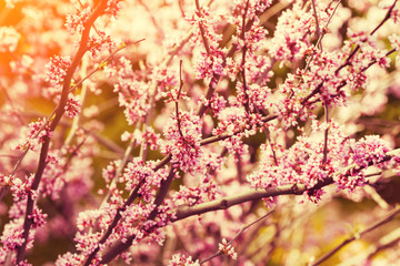 Vintage blossoming apple branch