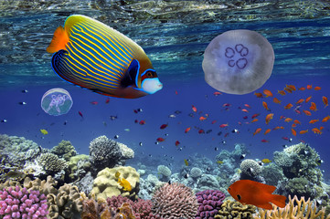 Fototapeta premium Ryby tropikalne i korale twarde w Morzu Czerwonym, Egipt