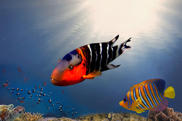 Naklejka premium Underwater coral reef background