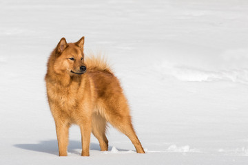 Finnish Spitz on a bright winter day
