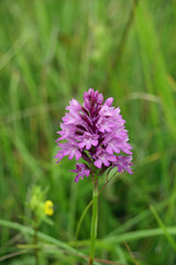 Pyramidal Orchid