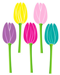 colorful tulips flowers set vector illustration