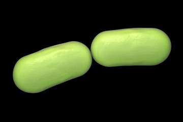 Rod-shaped bacteria isolated on black background