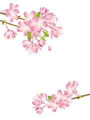 Fototapeta na wymiar Spring Cherry blossoms 