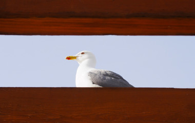 Close view of white seagull