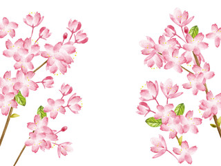 Obraz na płótnie Canvas Spring Cherry blossoms 