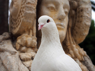 Close view of white dove