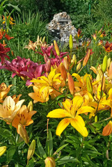 Lily flowers (Liliums) in the garden in a summer time