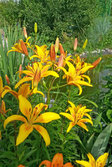 Lily flowers (Liliums) in the garden in a summer time