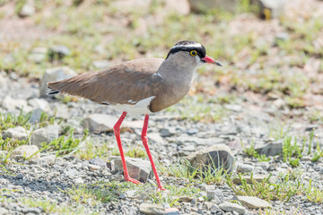 Crowned plover or crowned lapwing