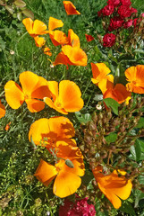 California poppies (Eschscholzia californica) in bloom in a summer time